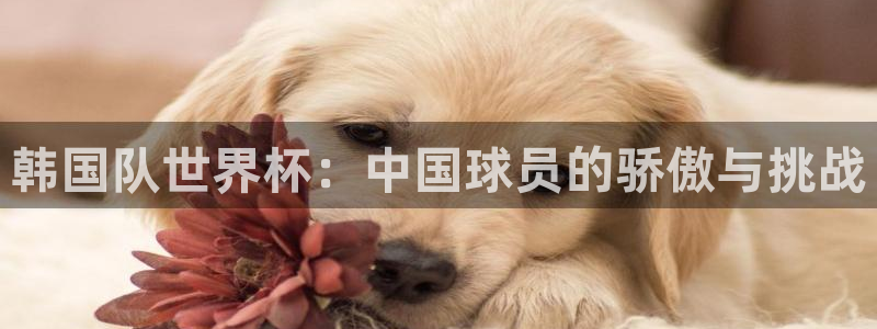 世界杯比赛赛程：韩国队世界杯：中国球员的骄傲与挑战